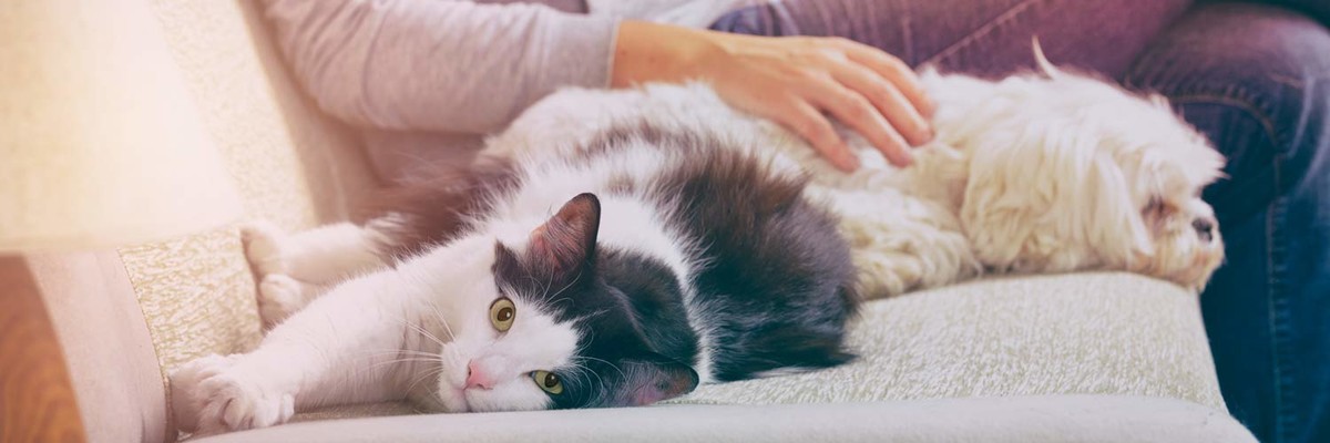 Pet sitter enjoying time with cat and dog