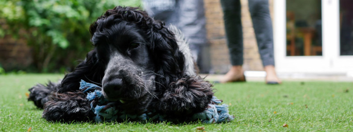 Spaniel chewing a rope in the garden.
