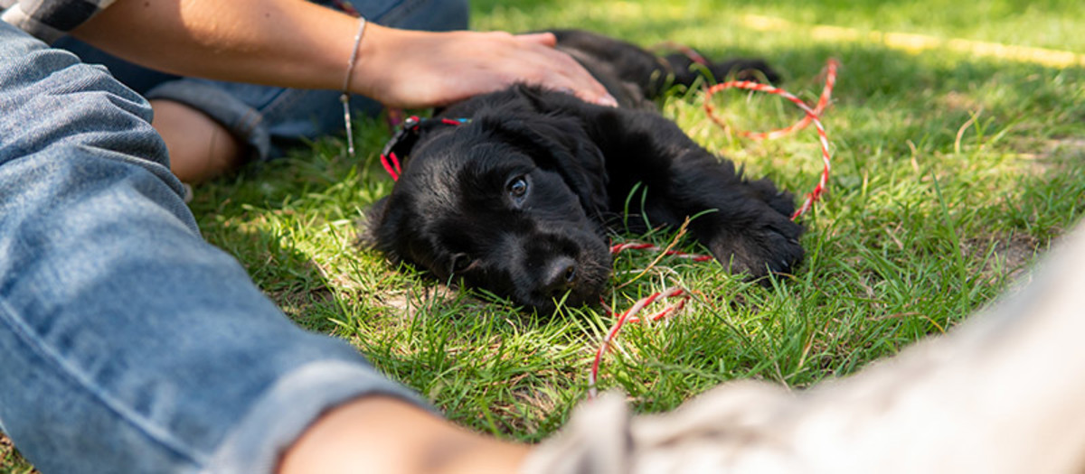 Puppy being stroked in the sunshine.