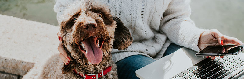 Cockapoo with lady on laptop and phone