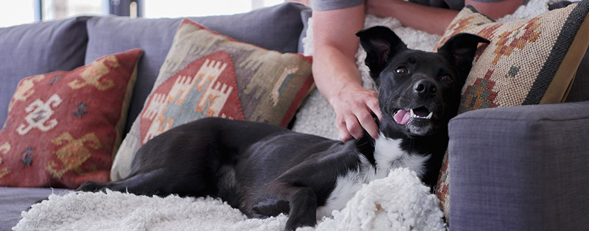 Black dog sitting on sofa
