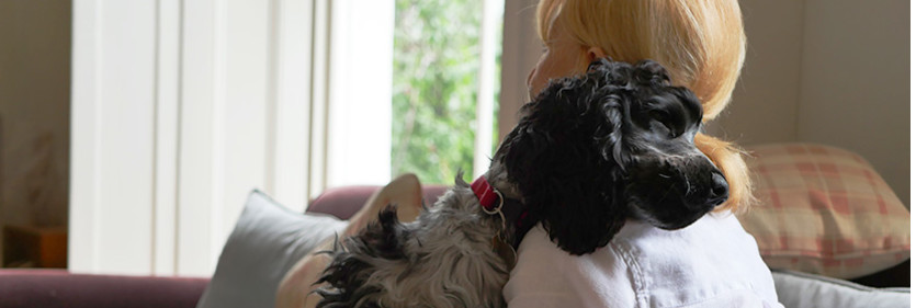 Spaniel cuddling their dog sitter at home.