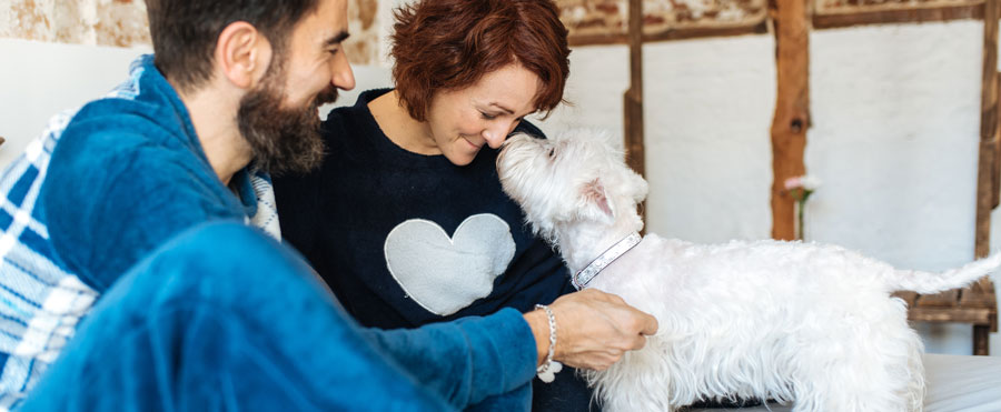 West Highland White Terrier touching noses with couple