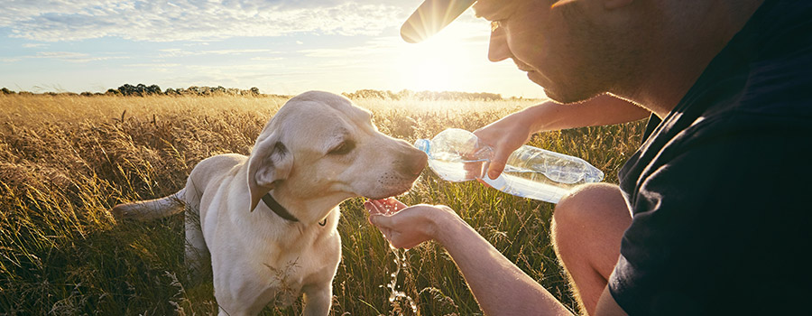 Dog drinking water from owner's hand on hot walk