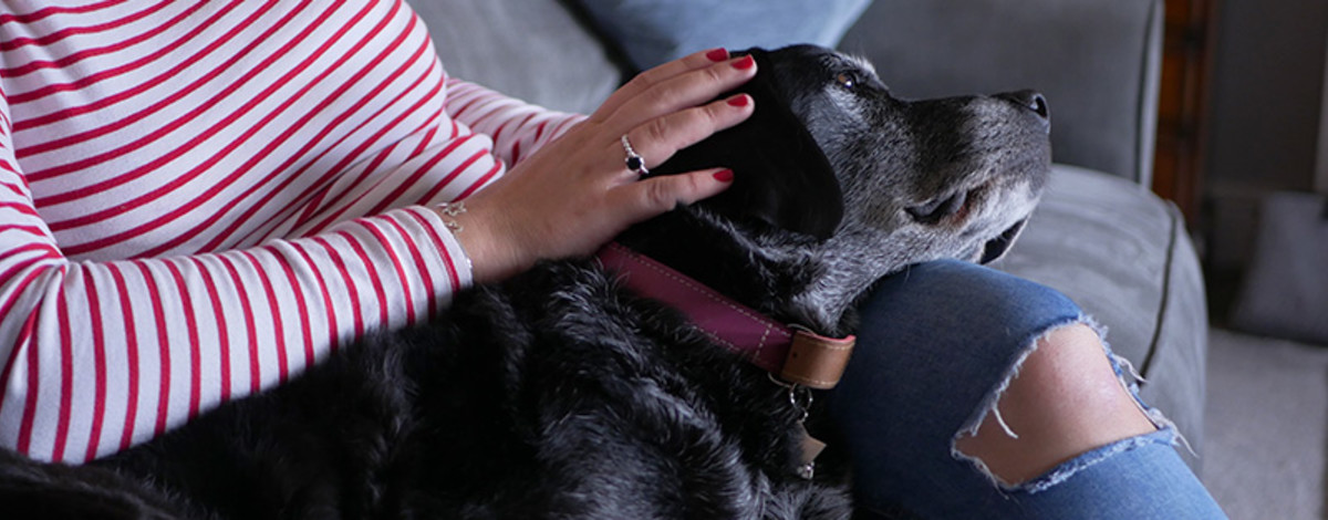 Pet dog spending time with dog sitter.