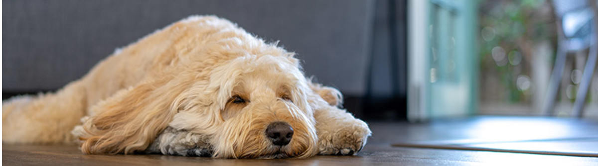 Golden Doodle sleeping