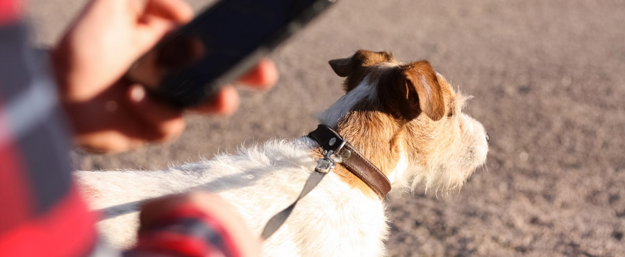 Owner searching for a dog sitter.